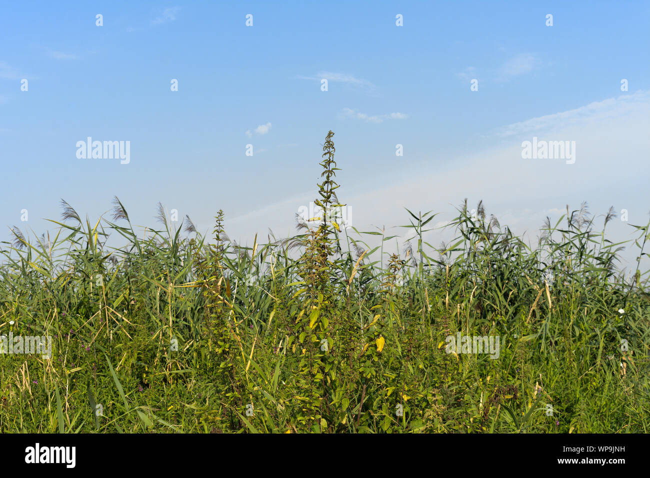 Meadow in the Wetlands of Westhavelland, Havelaue, Brandenburg, Germany Stock Photo