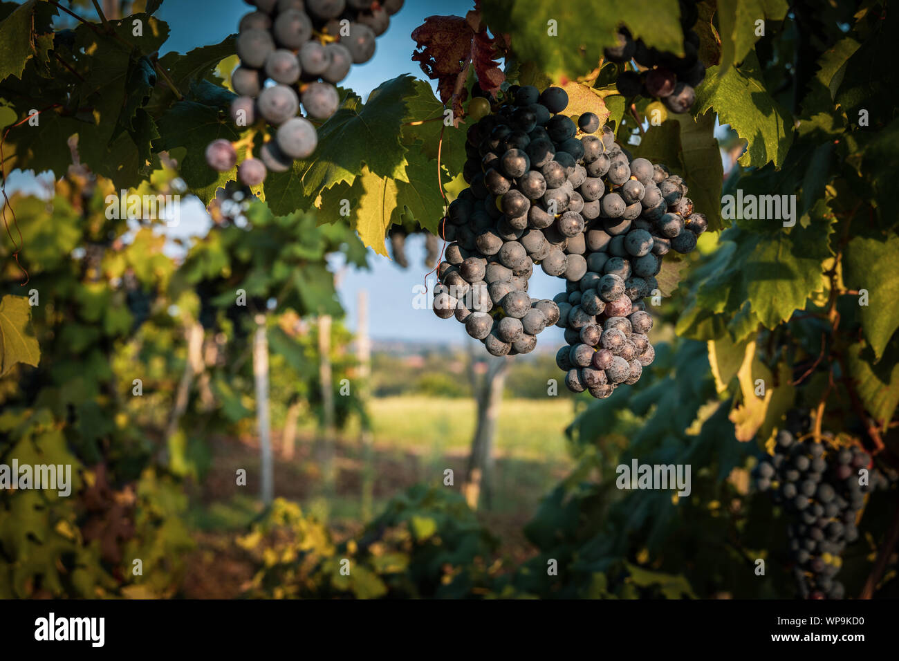 Grapes of the Novara hills ready for harvest, Novara, Piedmont, Italy