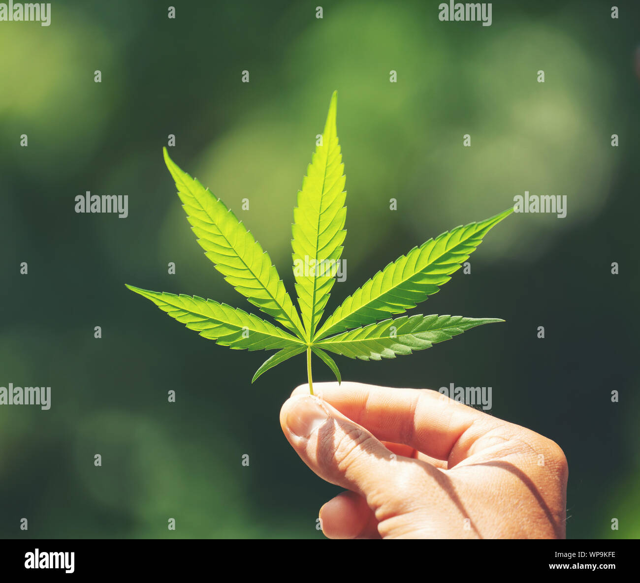 Hand holding fresh marijuana leaf nature background Stock Photo
