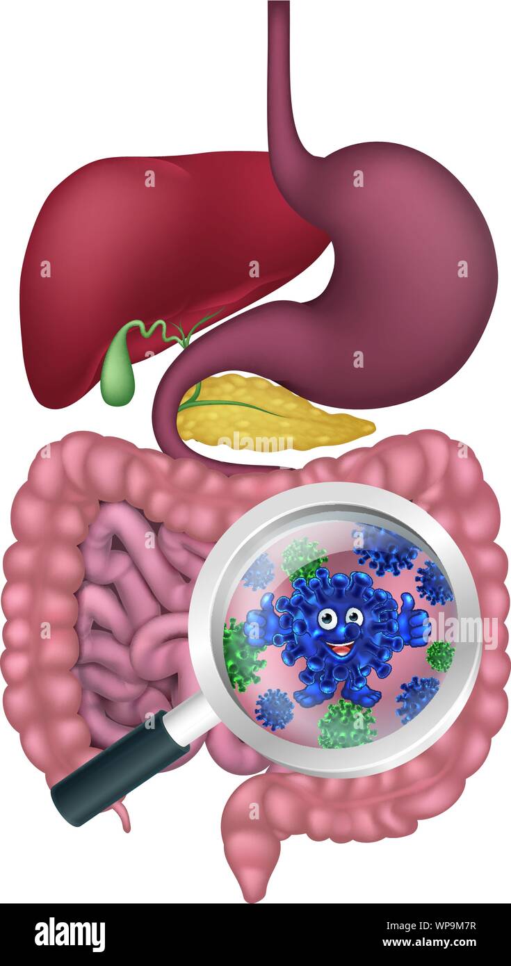 Bacteria Cartoon Mascot in Gut or Intestines Stock Vector