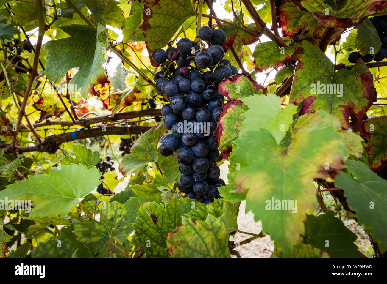 Grapes of the Novara hills almost ready for harvest, Novara, Piedmont