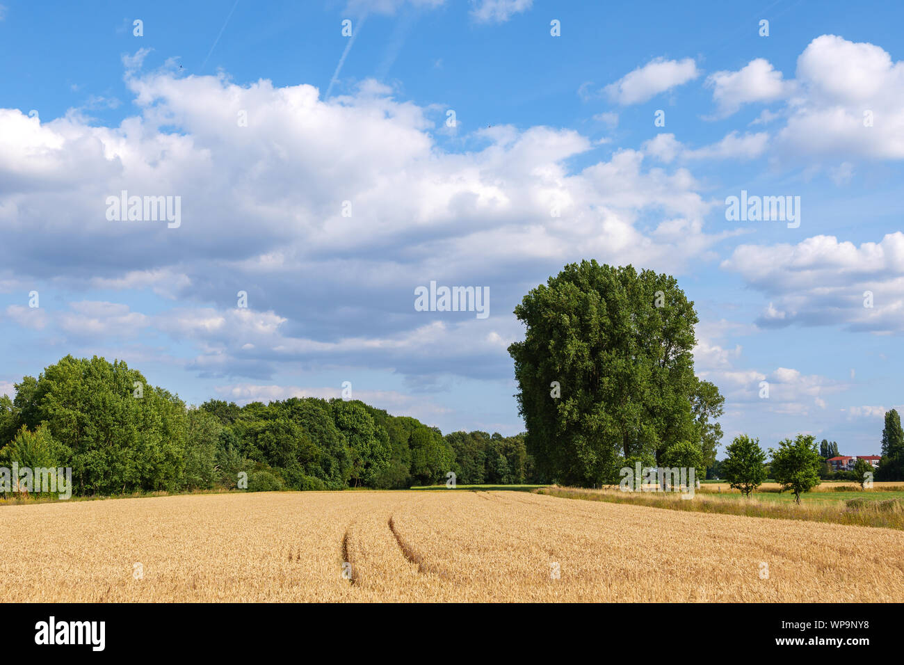 View of golden ears of yellow barley wheat field with the trace of tractor or vehicle wheel mark, in countryside area against dramatic cloud blue sky. Stock Photo