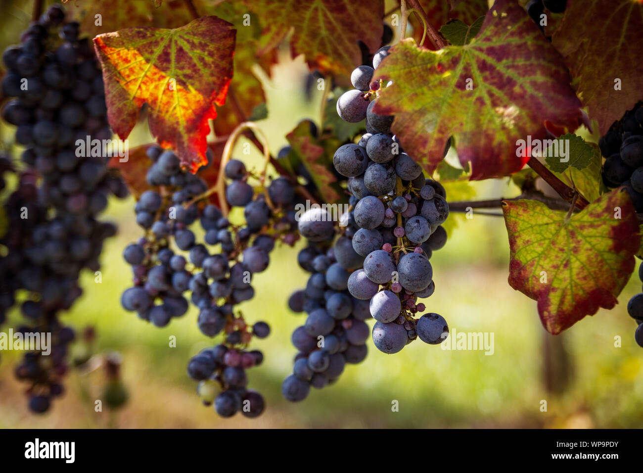 Grapes of the Novara hills ready for harvest, Novara, Piedmont, Italy