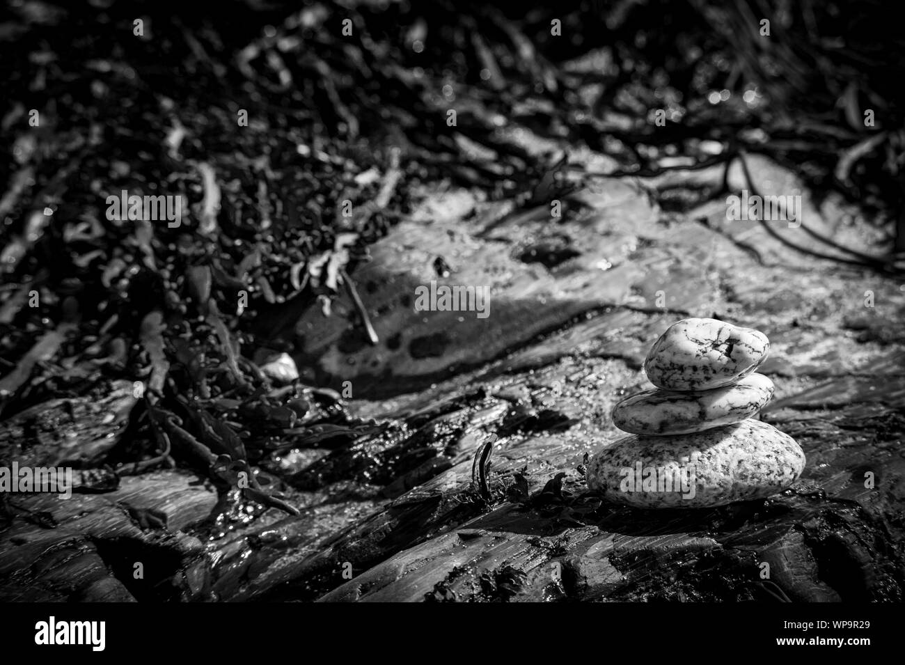 Seaside shells pebbles and seaweed Stock Photo