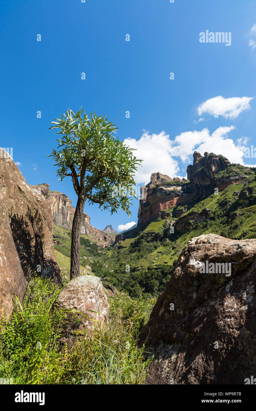 Cabbage tree and rocks Stock Photo - Alamy