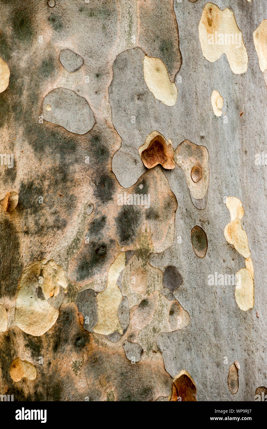 One of a series of close ups of a pattern caused by peeling bark on a  Eucalyptus Spotted Gum (Corymbia maculata) forest in Bawley Point in Australia Stock Photo