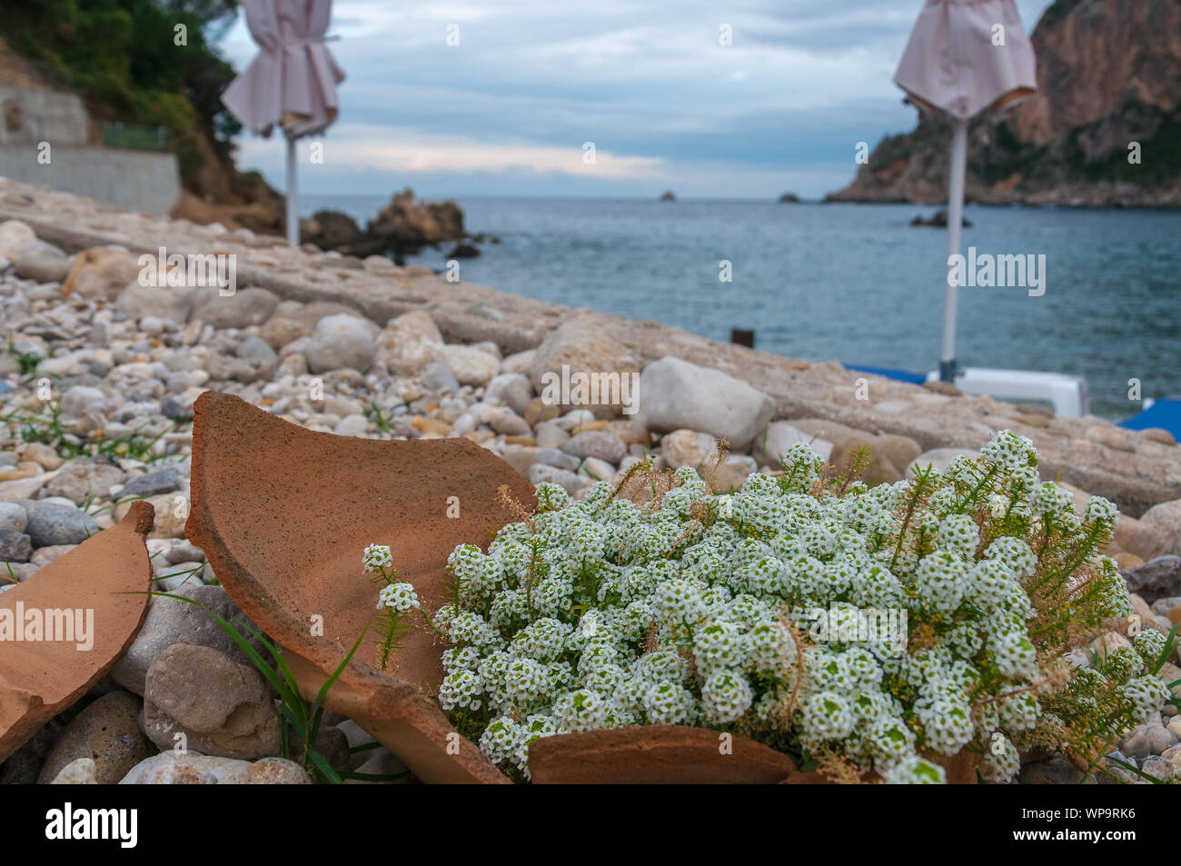 Lobularia Maritima with Paleokastritsa bay background, Corfu Isalnd, Greece Stock Photo