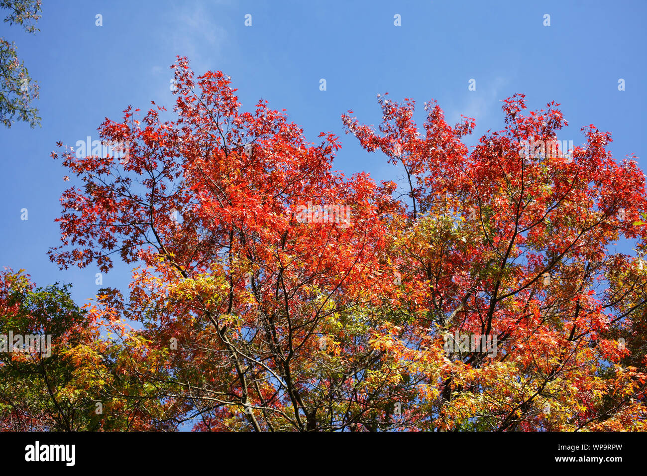 red discolored maple leaves on a tree Stock Photo - Alamy