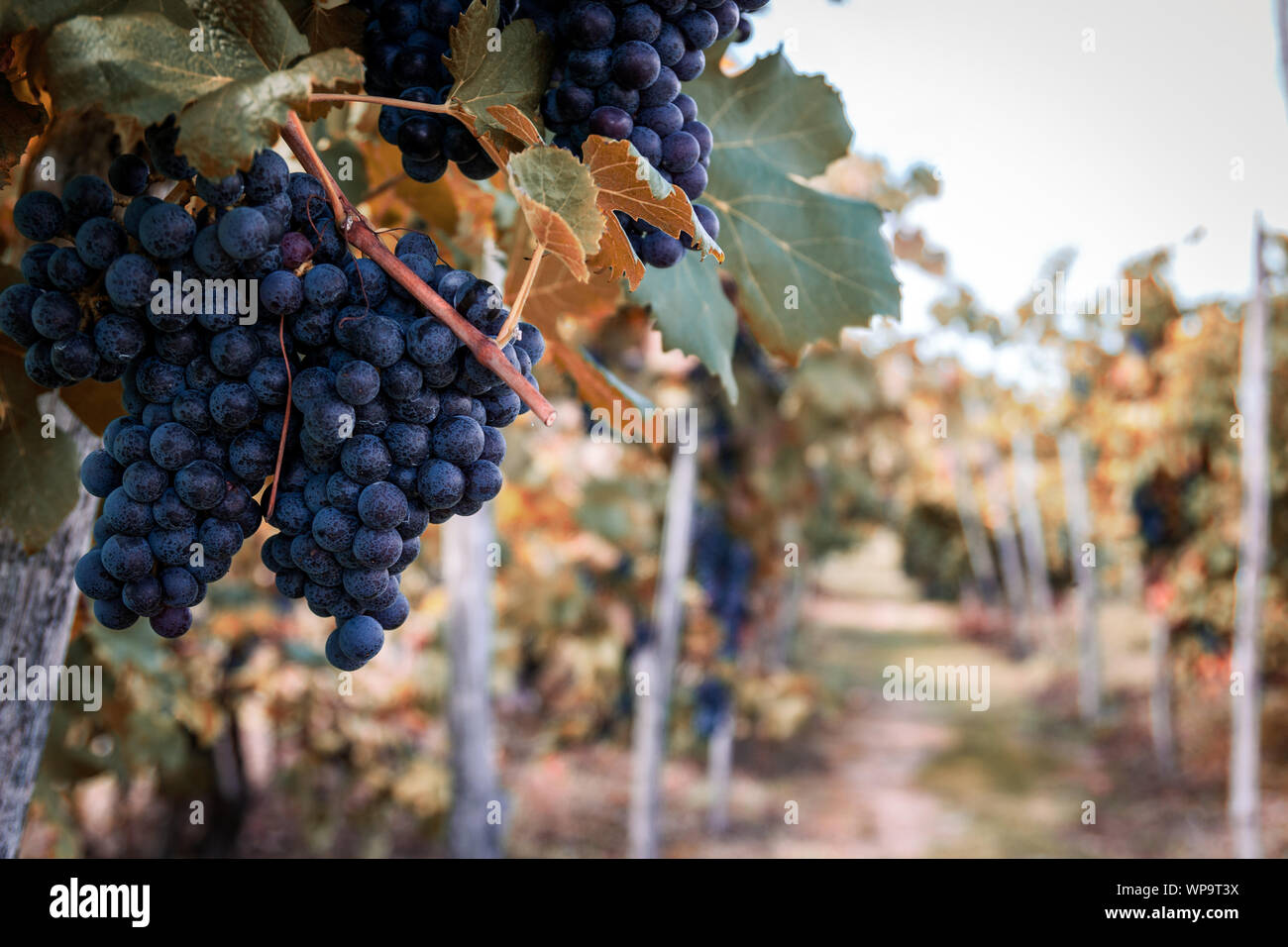 Grapes of the Novara hills almost ready for harvest, Novara, Piedmont