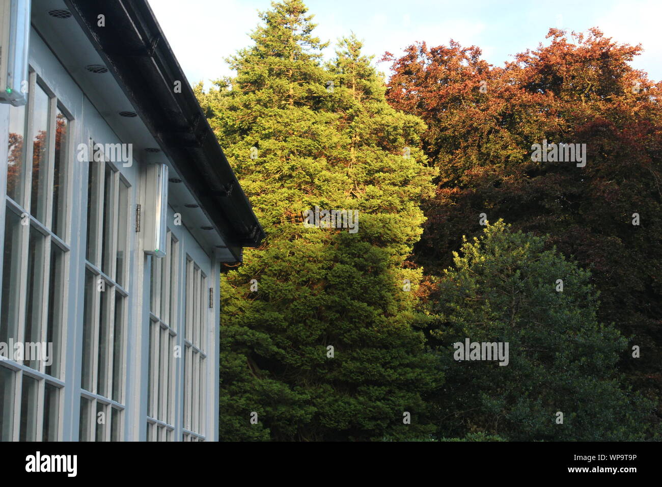Big green and red trees in the evening sunlight behind a white conservatory Stock Photo