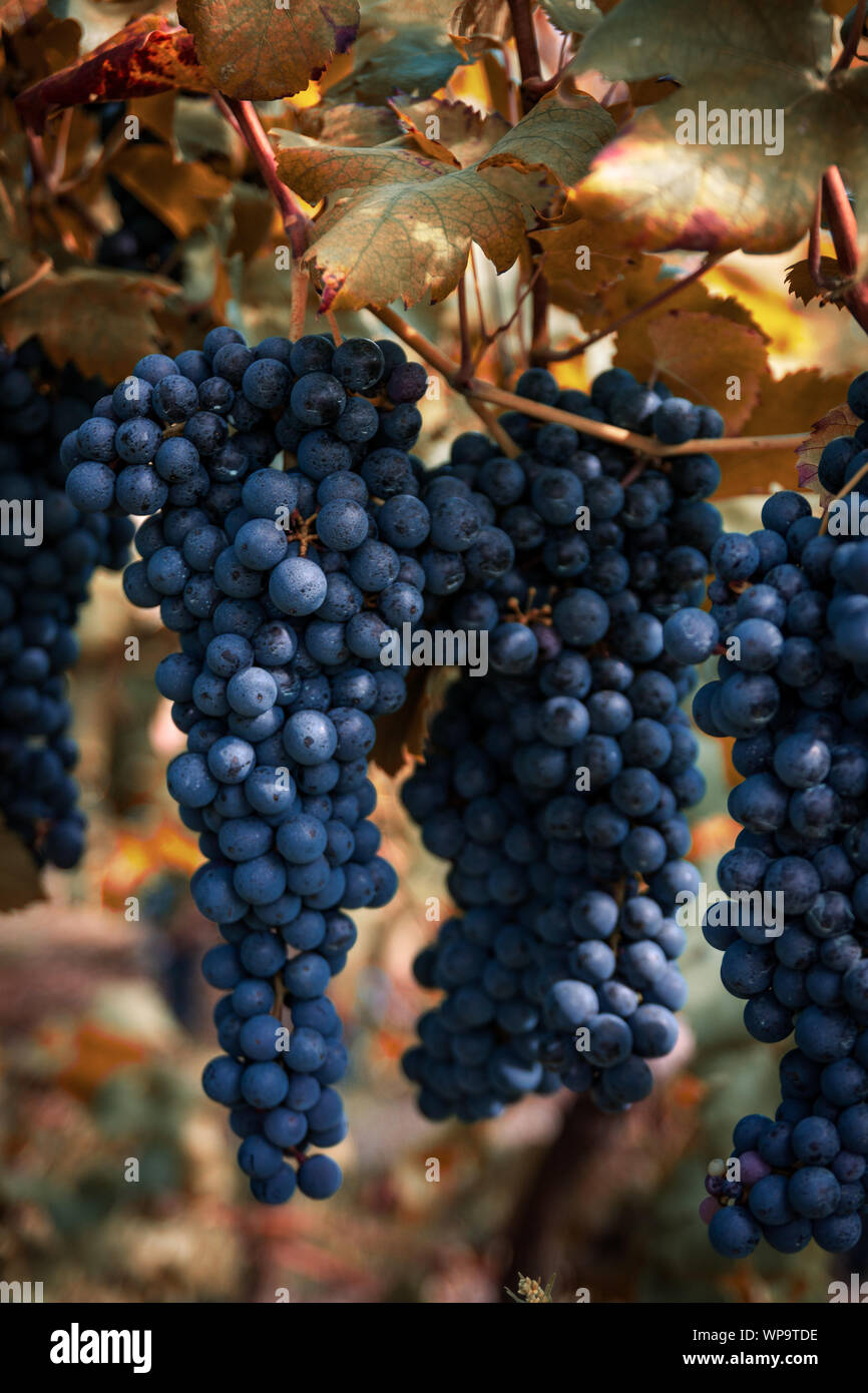 Grapes of the Novara hills almost ready for harvest, Novara, Piedmont