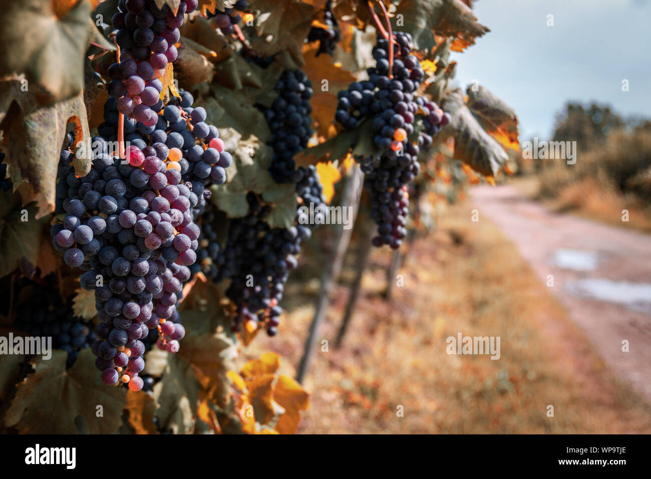 Grapes of the Novara hills almost ready for harvest, Novara, Piedmont