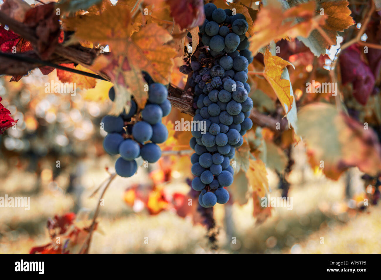 Grapes of the Novara hills almost ready for harvest, Novara, Piedmont