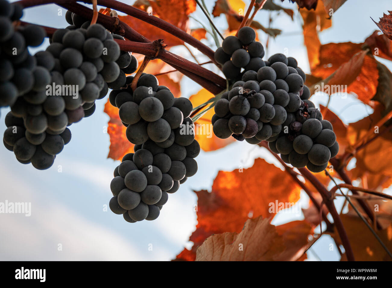 Grapes of the Novara hills almost ready for harvest, Novara, Piedmont