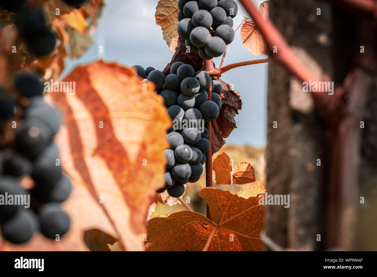 Grapes of the Novara hills almost ready for harvest, Novara, Piedmont