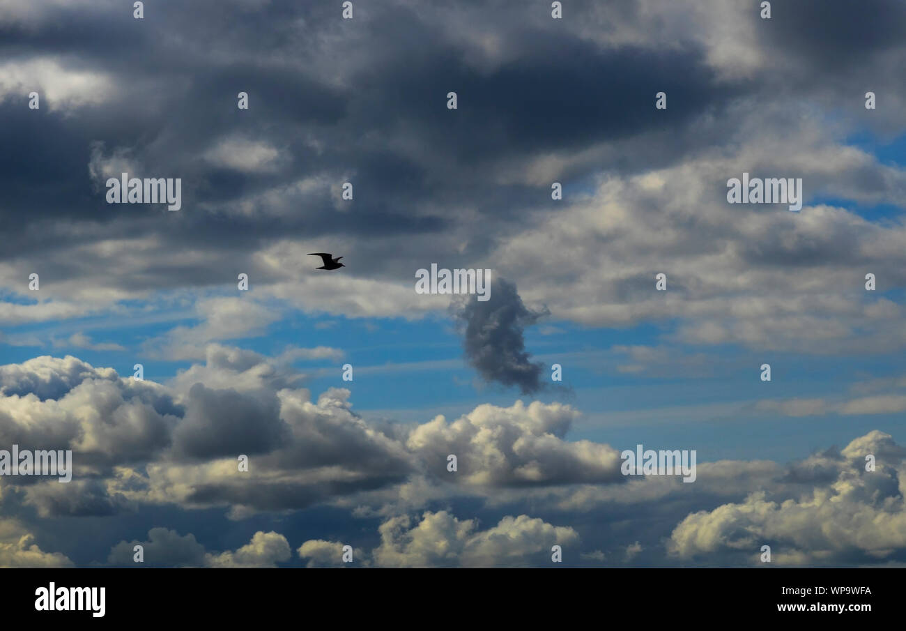 European Herring Gull flying under storm clouds Stock Photo Alamy