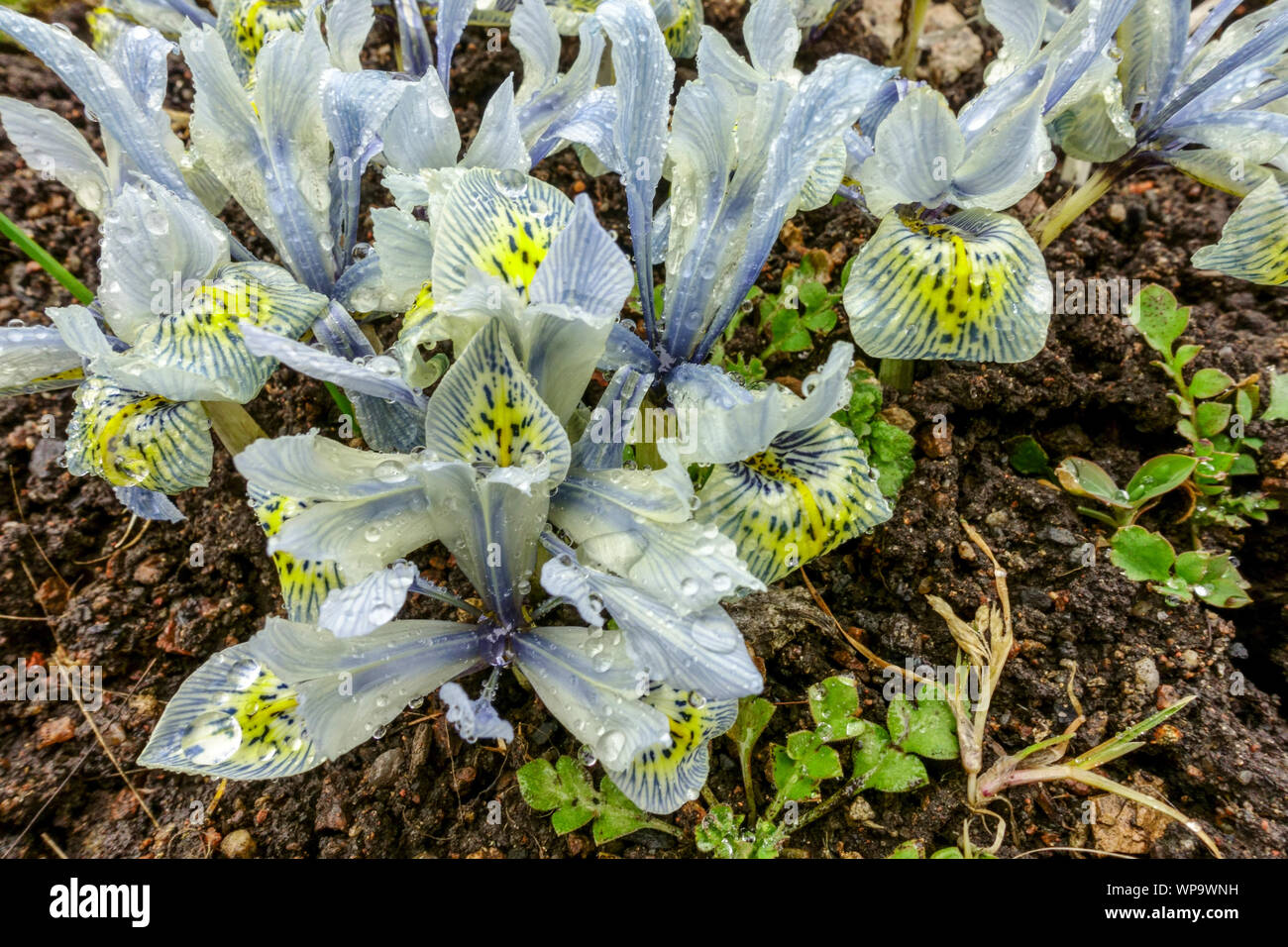 Iris reticulata 'Katherine Hodkin' flower Stock Photo