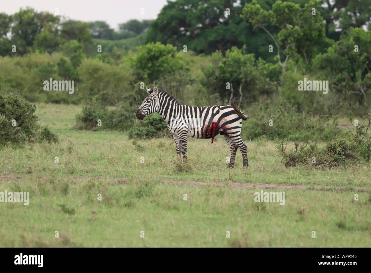 Zebra Injuries Injured zebra hi-res stock photography and images - Alamy