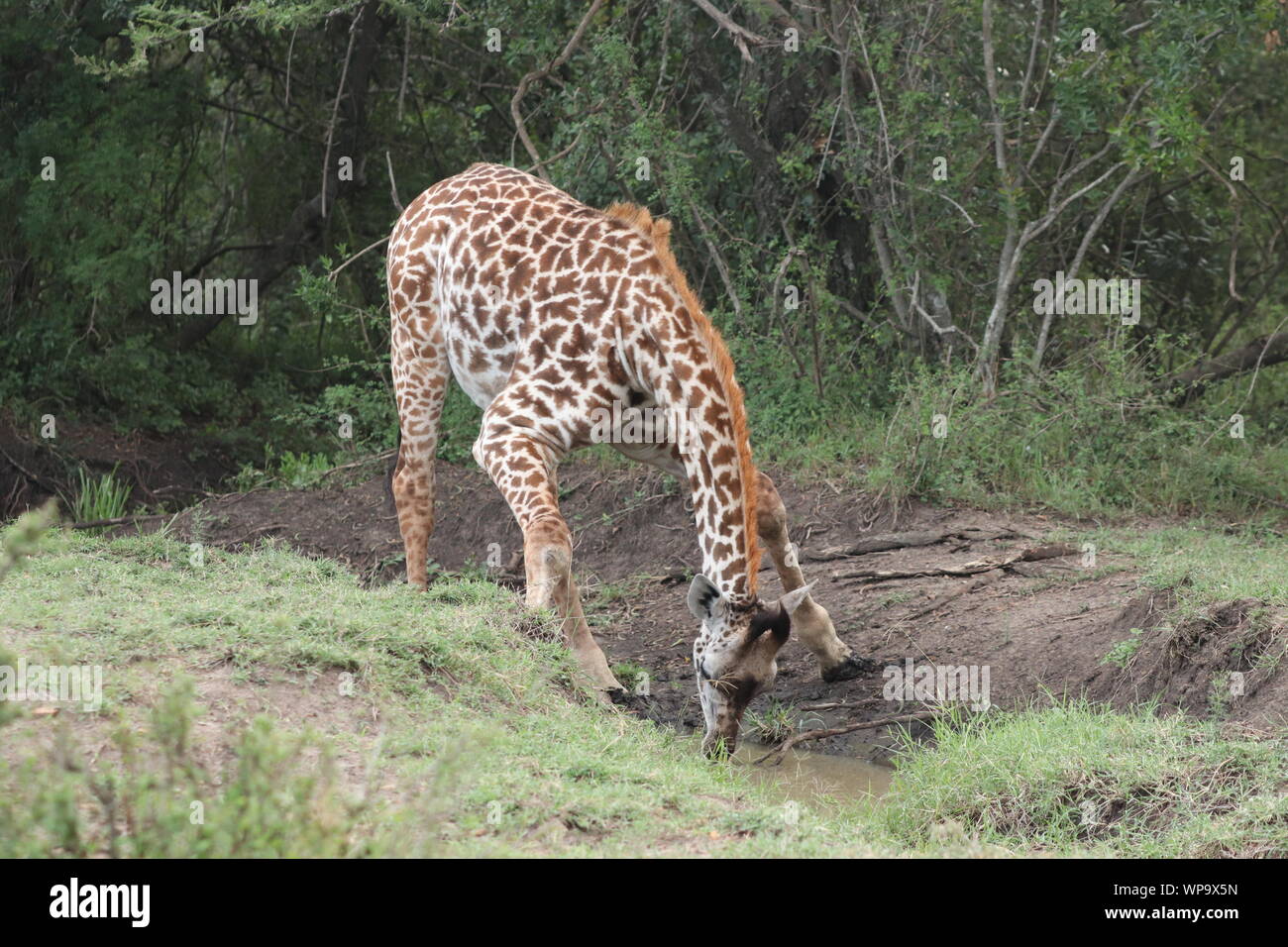 Young giraffe drinking, Masai Mara National Park, Kenya. Stock Photo