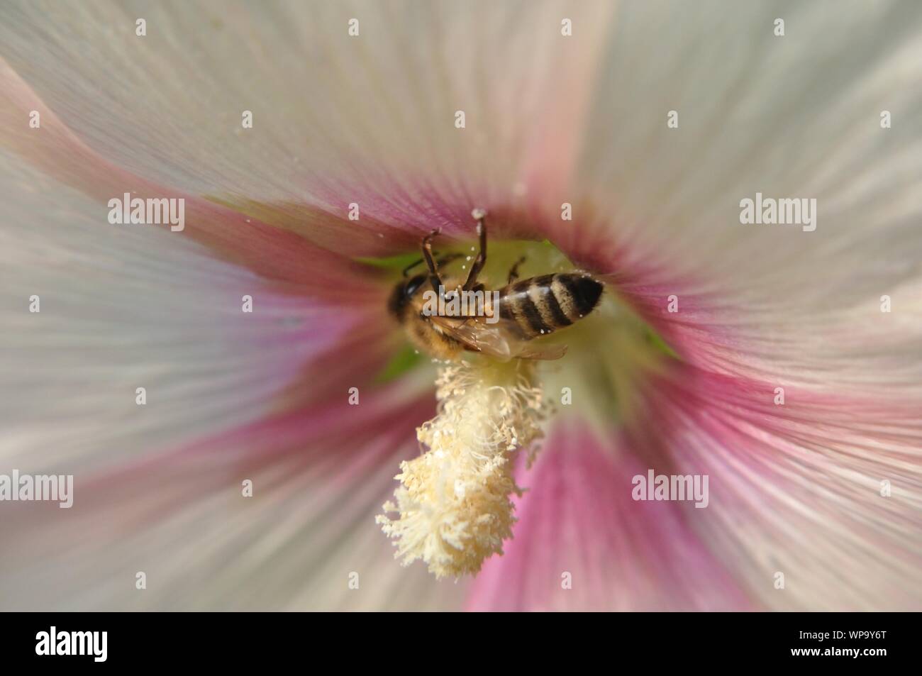Makrolinsenaufnahme einer Stockrosenblüte mit Honigbiene. Stock Photo