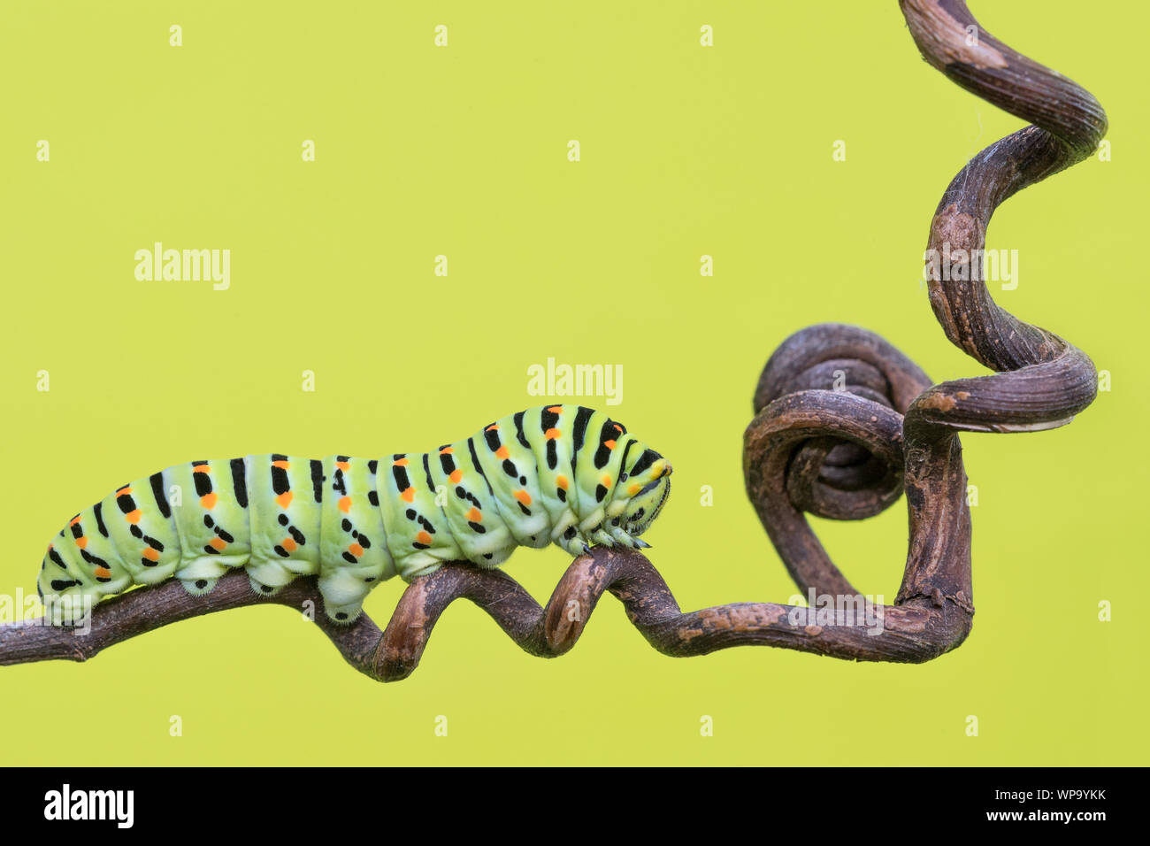 The Old World swallowtail caterpillar (Papilio machaon) Stock Photo