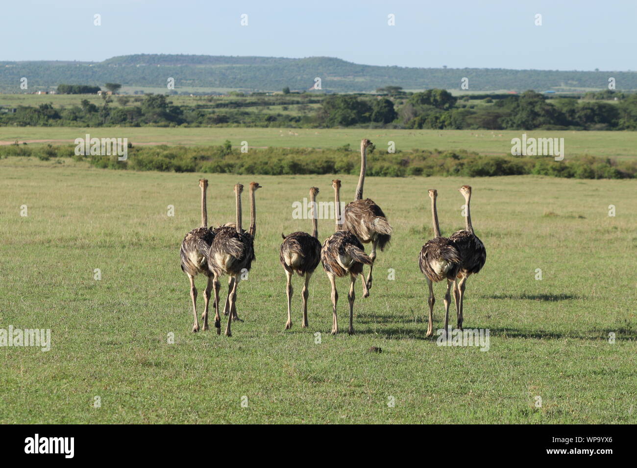 Baby ostrich and their mom in the savannah, Masai Mara National Park, Kenya. Stock Photo