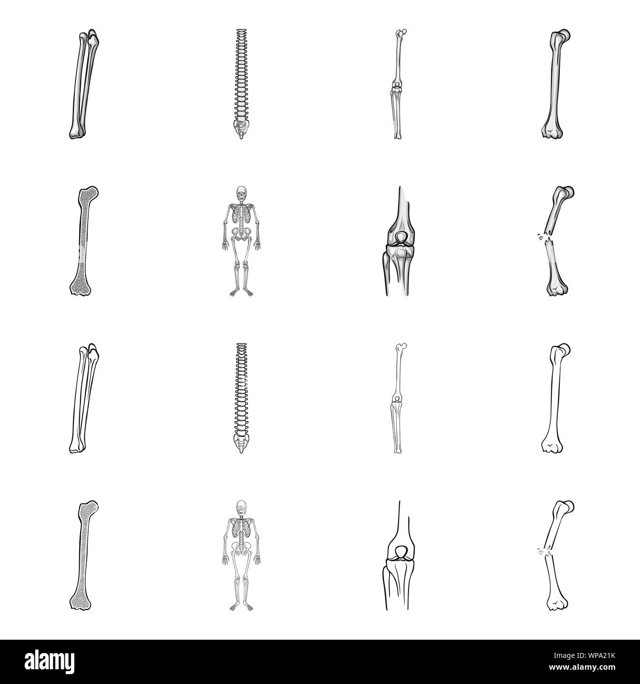 Bone Alignment Vector Vector Vectors Stock Vector Image & Art - Alamy
