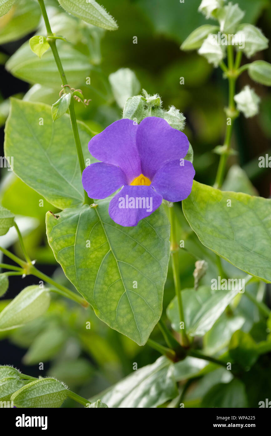 Single flower of Thunbergia battiscombei, blue glory vine, blue clock vine, clock vine blue boy growing on plant Stock Photo