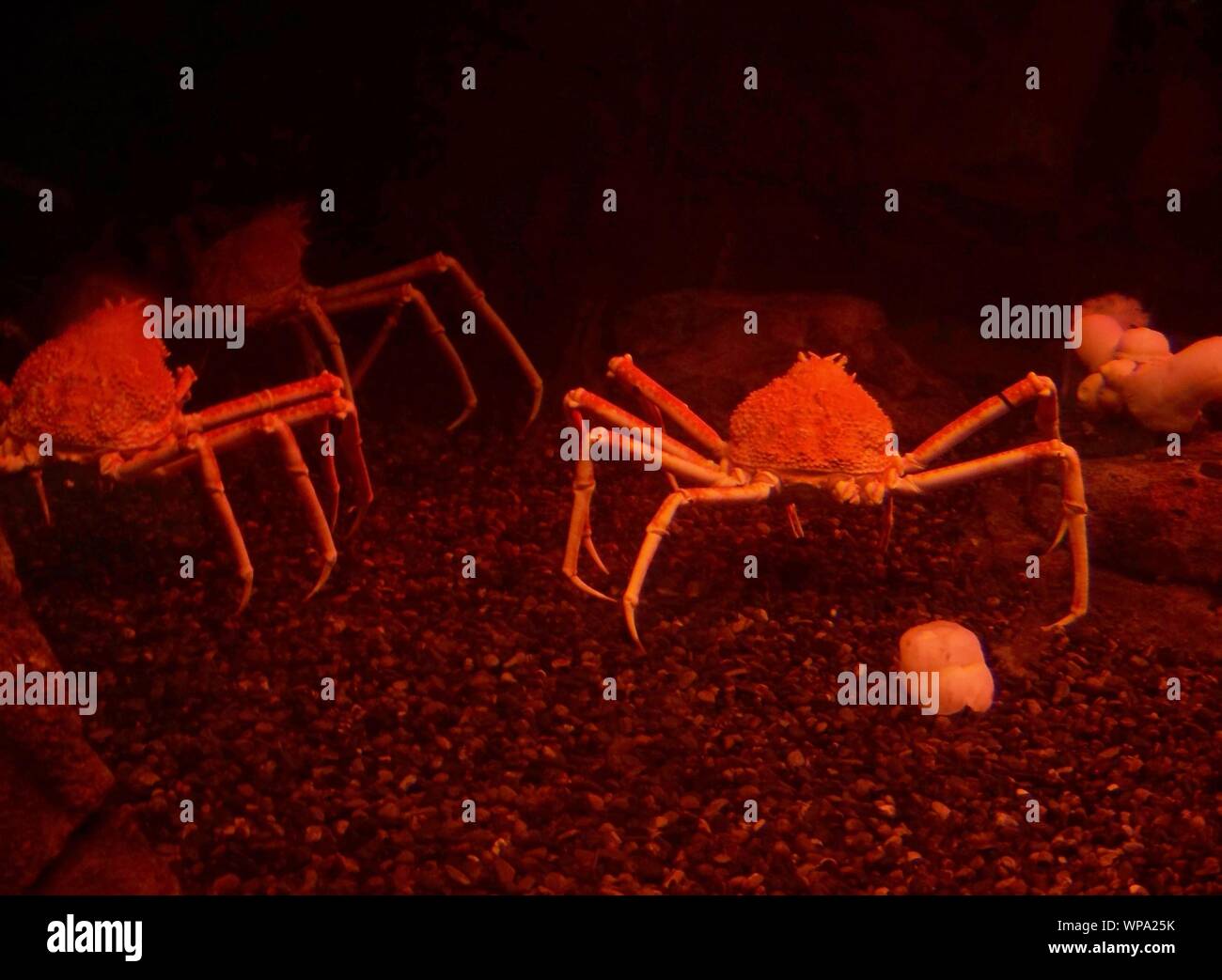 Three Japanese spider crabs in an underwater aquarium -  Macrocheira kaempferi Stock Photo