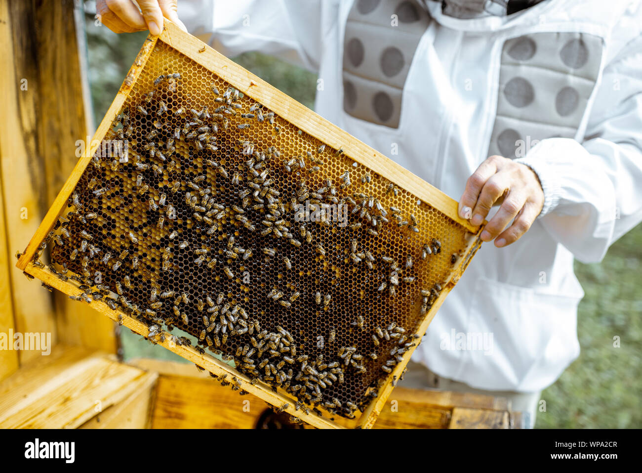 Beekeeper getting honeycombs with bees from the wooden hive, close-up view Stock Photo
