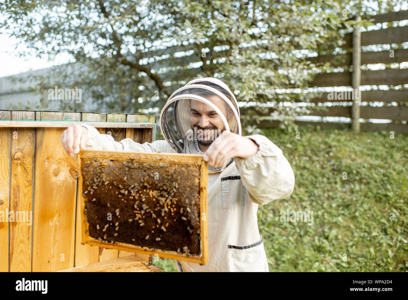 Beekeeper in protective uniform getting honeycombs from the wooden hive, working on the apiary Stock Photo