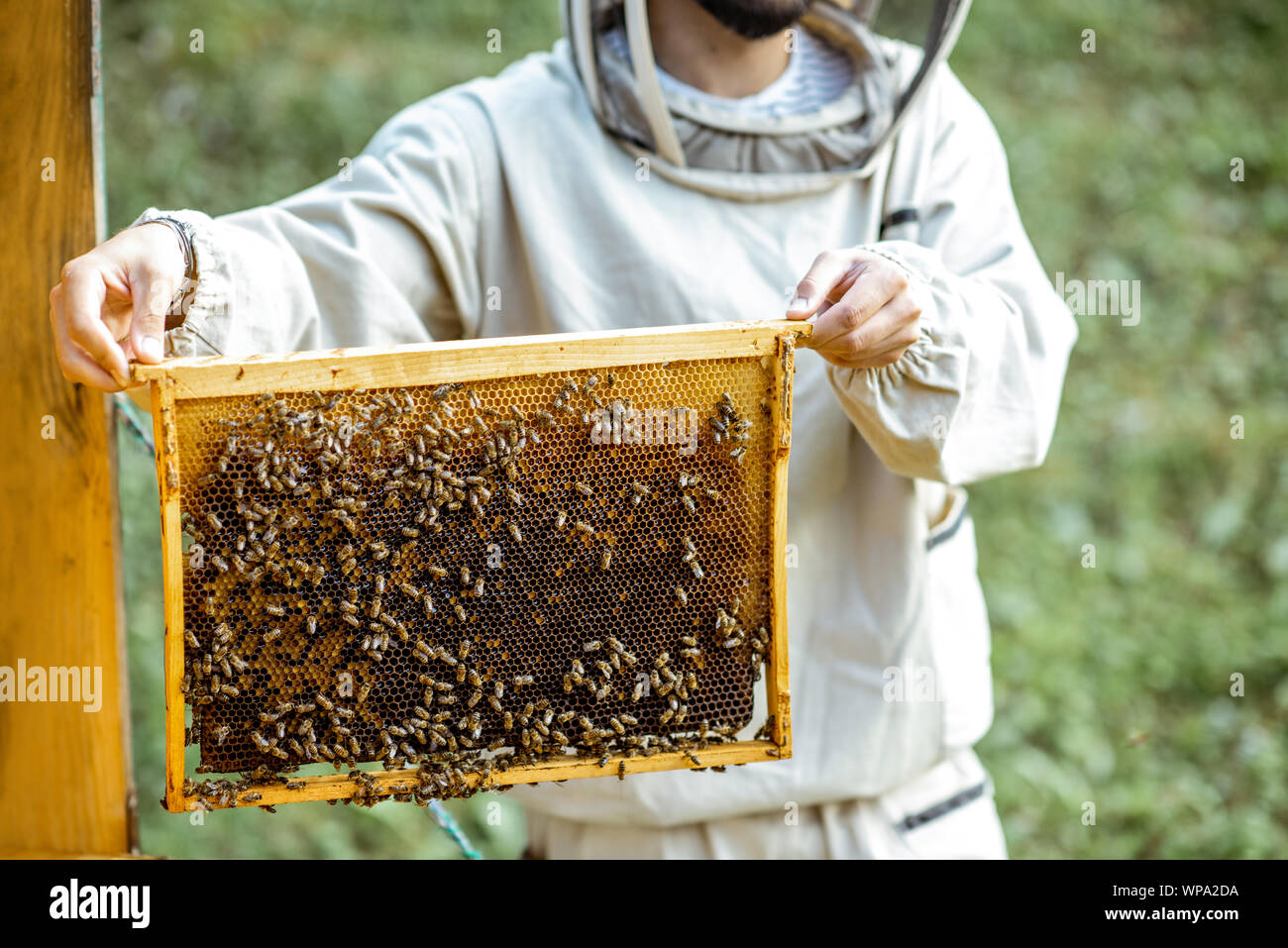 Beekeeper in protective uniform getting honeycombs from the wooden hive, working on the apiary Stock Photo