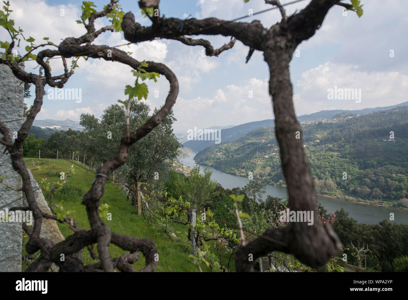 a wine yards at the Douro river, east of Porto in Portugal in Europe.  Portugal, Regua, April, 2019 Stock Photo