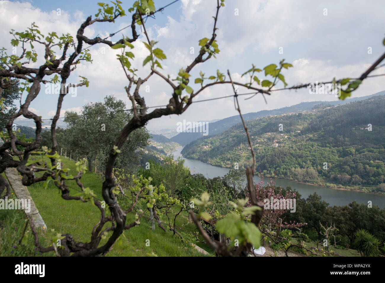a wine yards at the Douro river, east of Porto in Portugal in Europe.  Portugal, Regua, April, 2019 Stock Photo