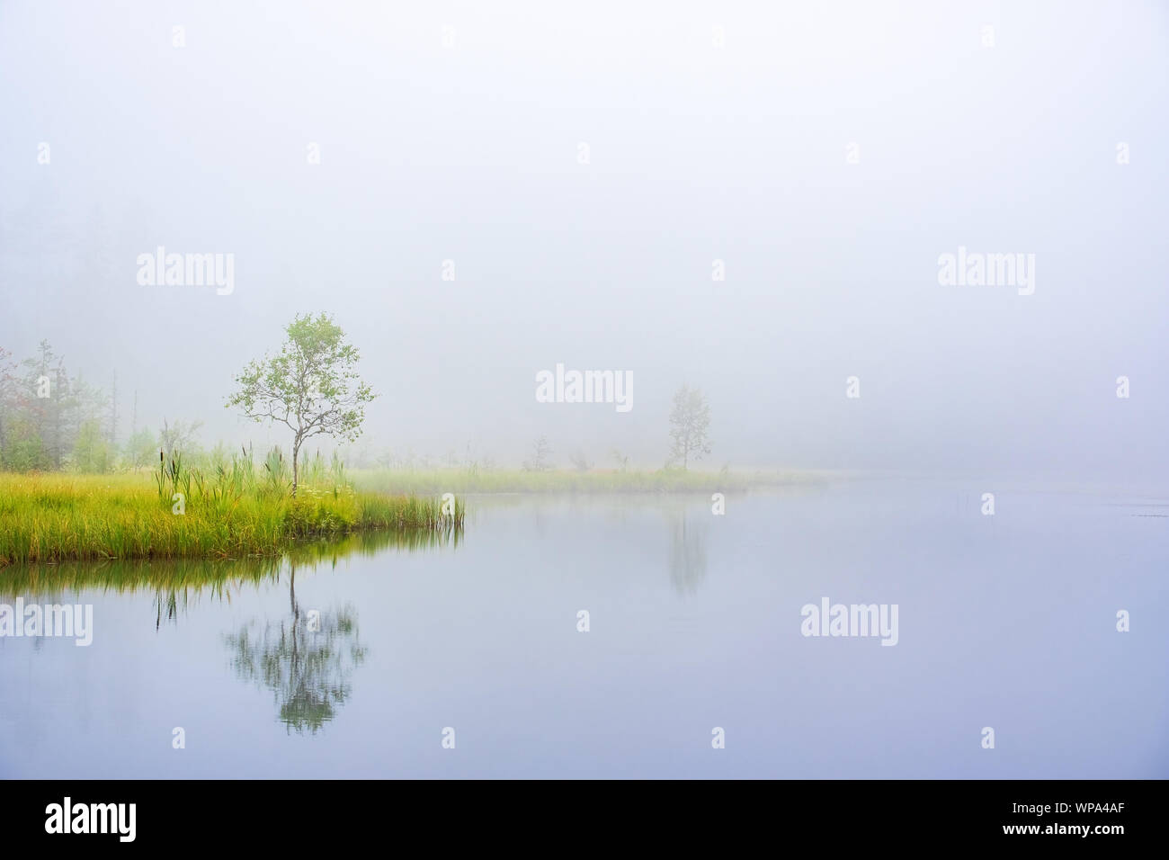 Morning mist at a lake at a bog in the wilderness Stock Photo - Alamy