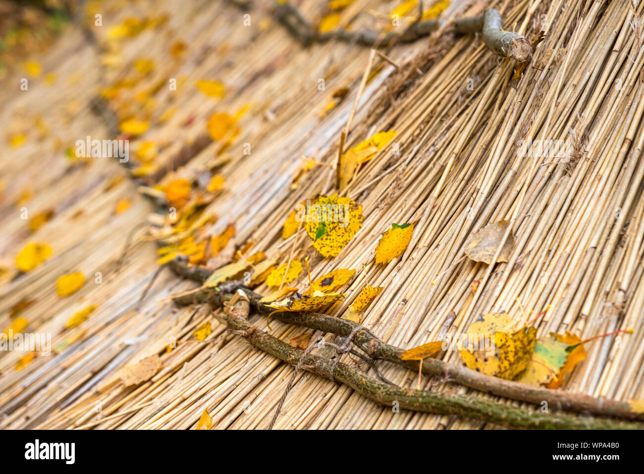 Yellow autumn leaves on a thatched roof Stock Photo - Alamy
