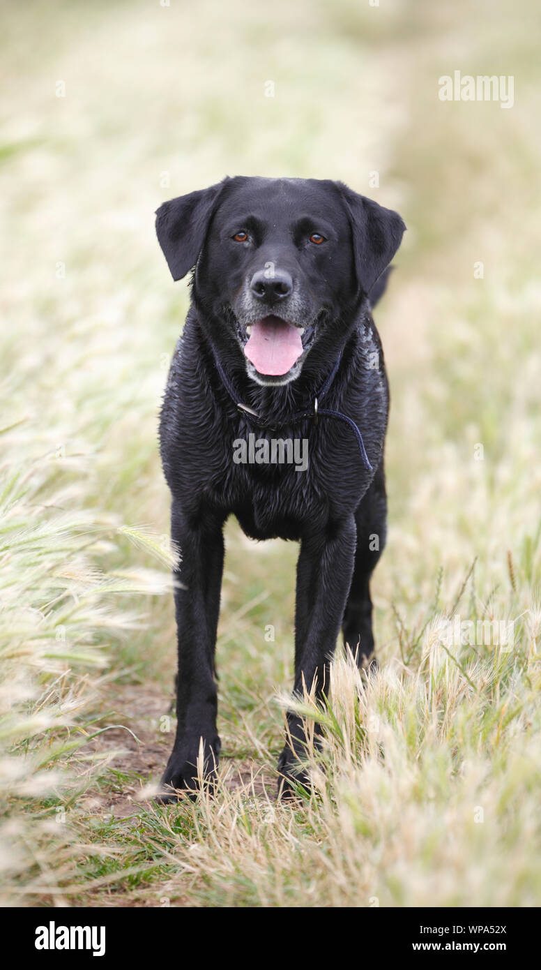 Pet Black Labrador standing on a grassy path. Stock Photo