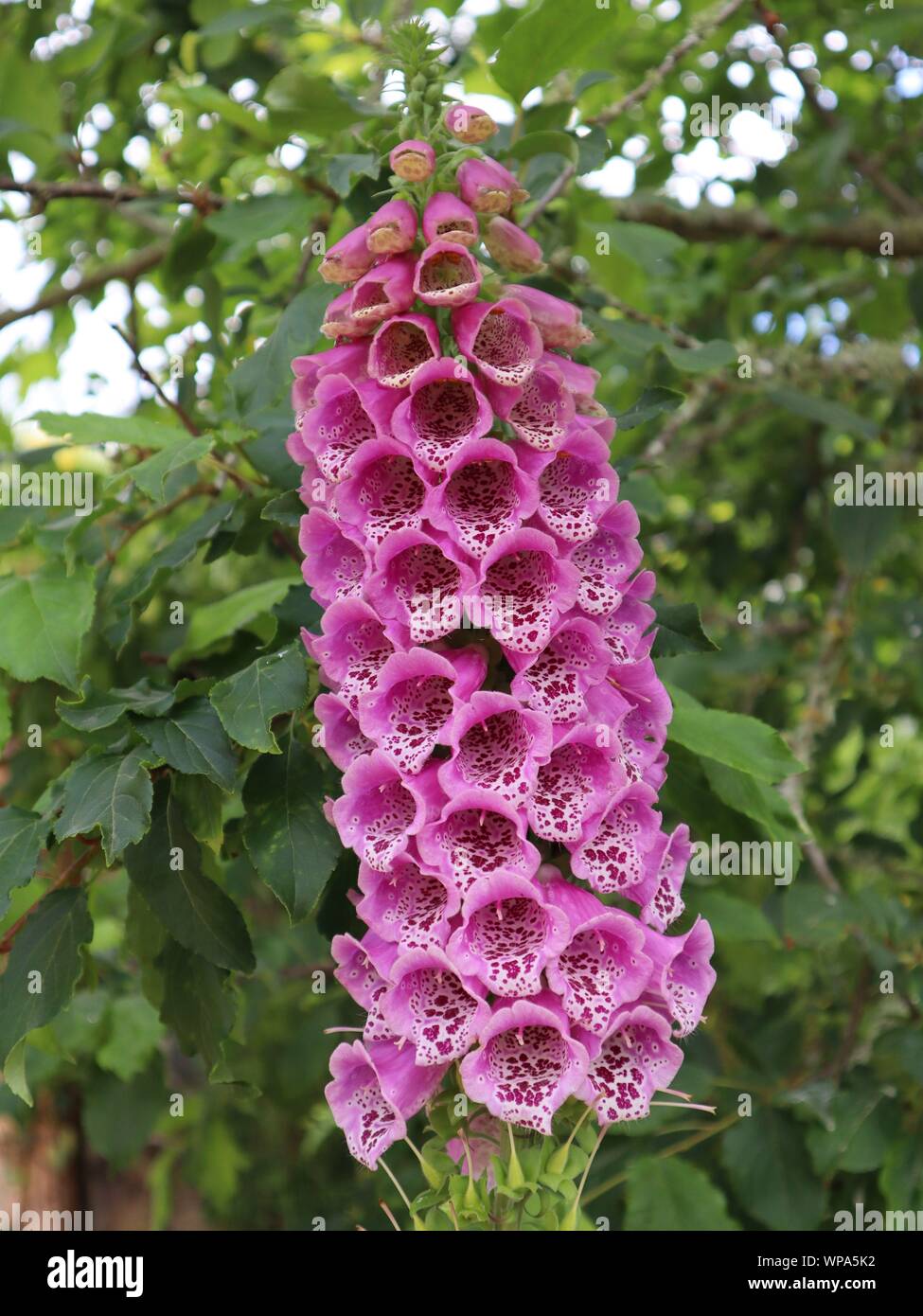 bell flower Stock Photo
