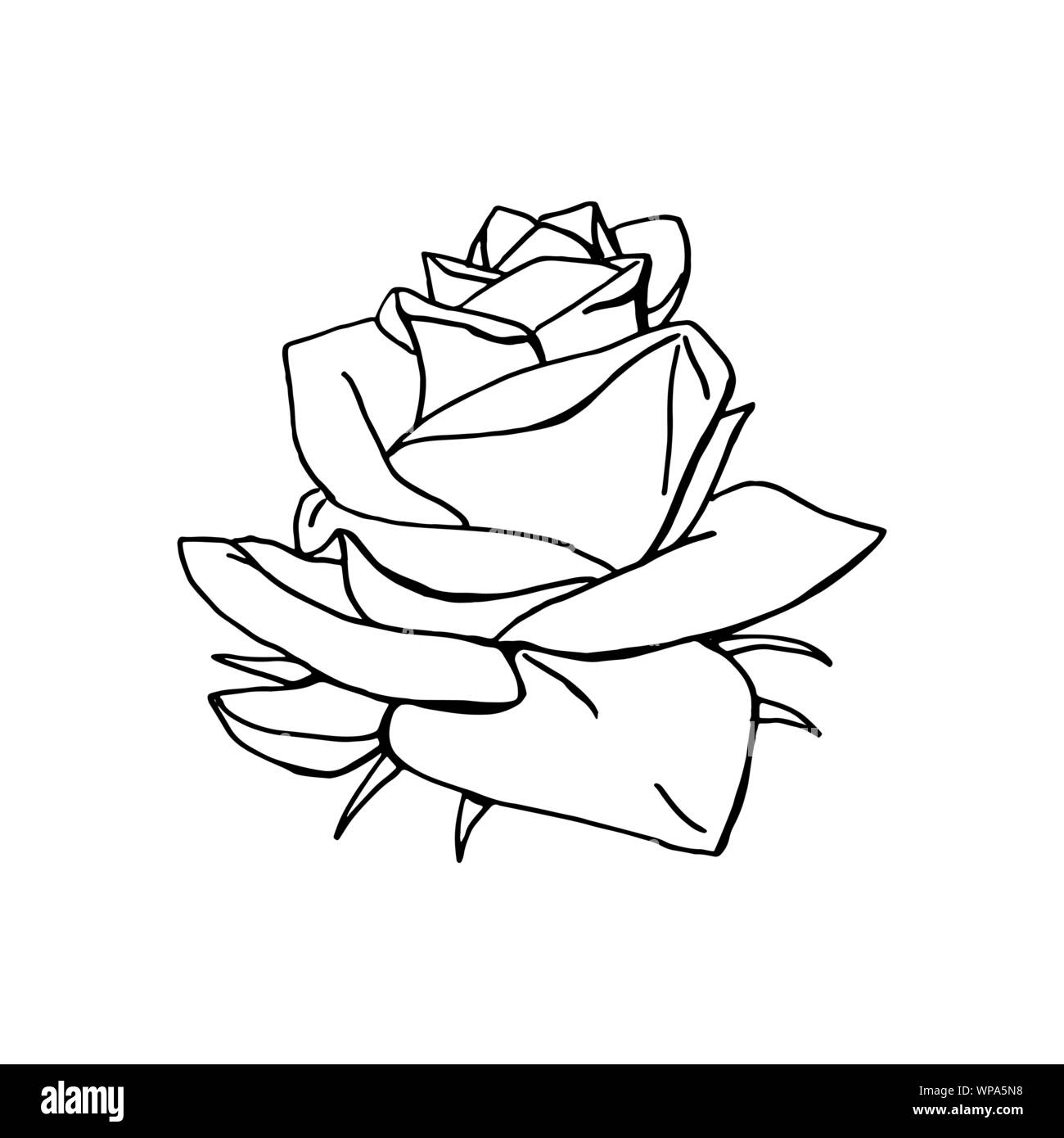 hand drawn rose flower. floral design element Stock Vector Image & Art ...