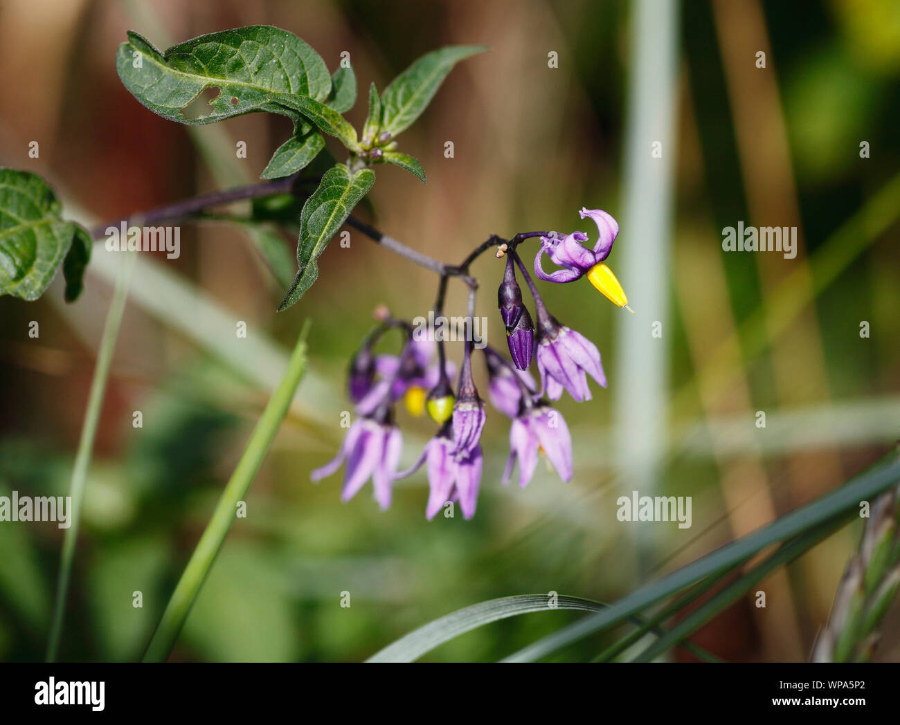 Belladonna - Deadly Nightshade. Stock Photo