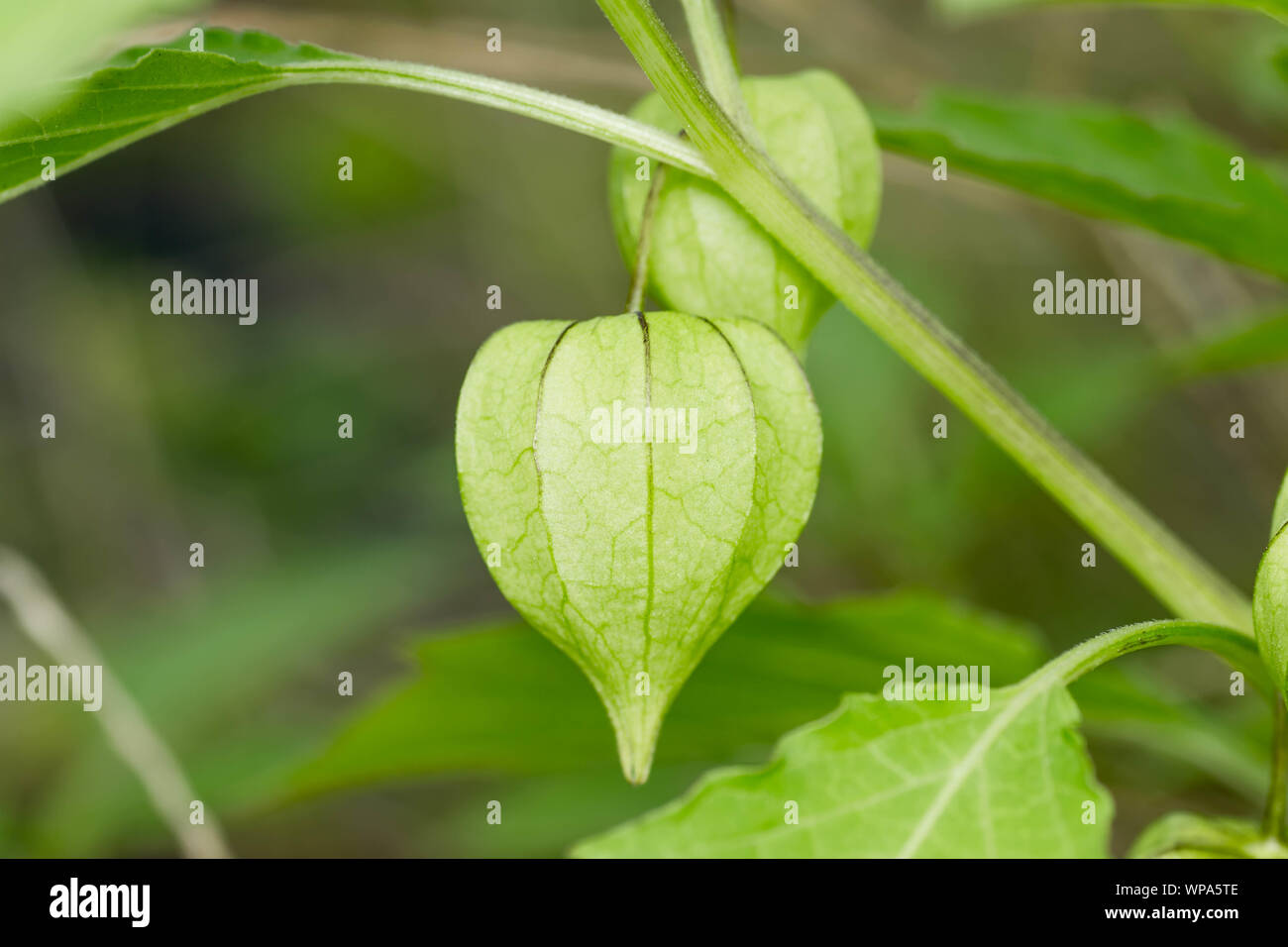 Fresh, unripe, green cape gooseberry still attached to its tree. Hanging cape gooseberries are also known as tino-tino in the Philippines. Stock Photo