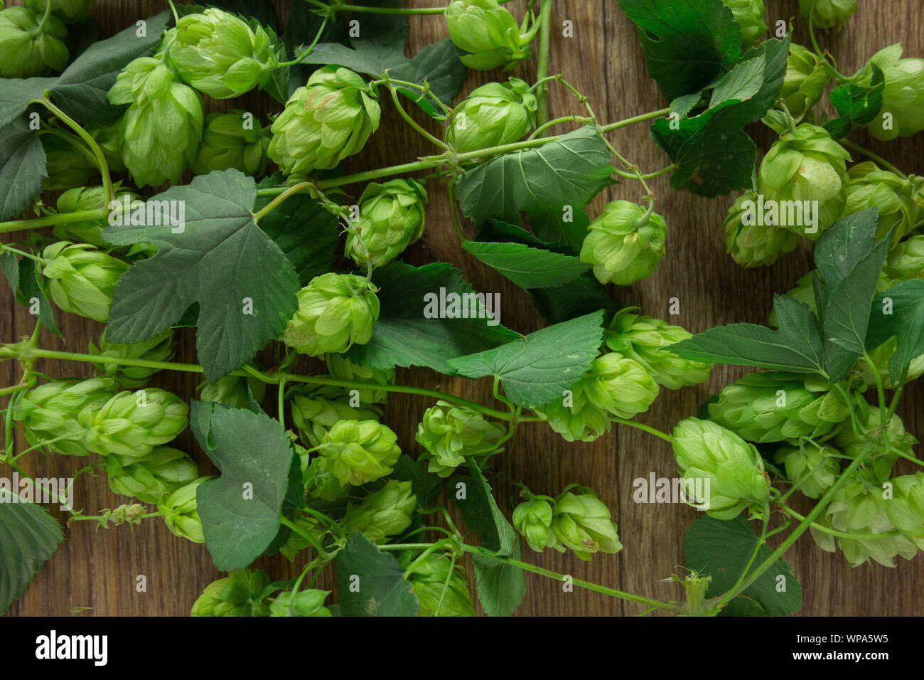 Hops twining bines. Concept of beer brewing process. Green herbal
