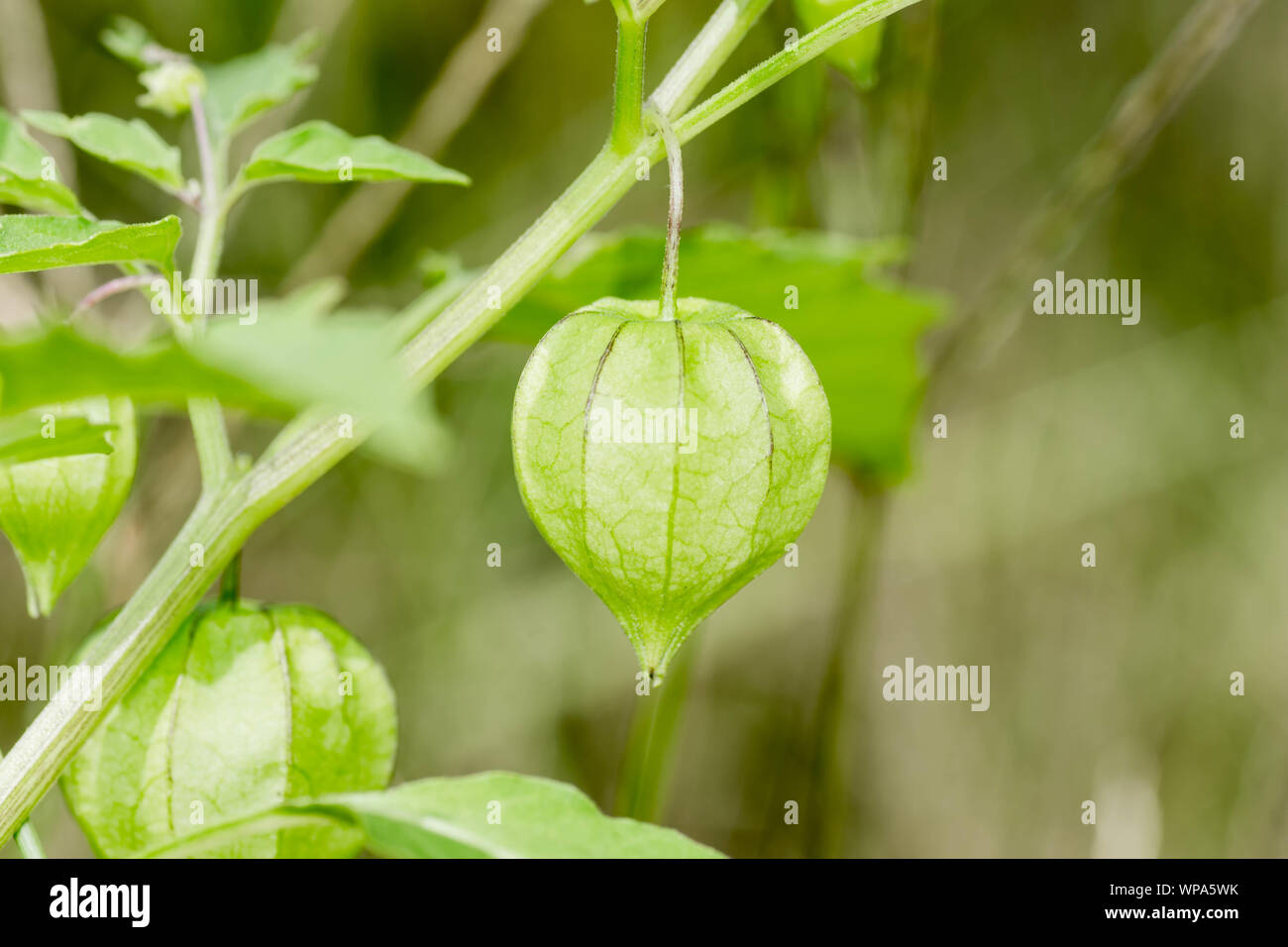 Fresh, unripe, green cape gooseberry still attached to its tree. Hanging cape gooseberries are also known as tino-tino in the Philippines. Stock Photo