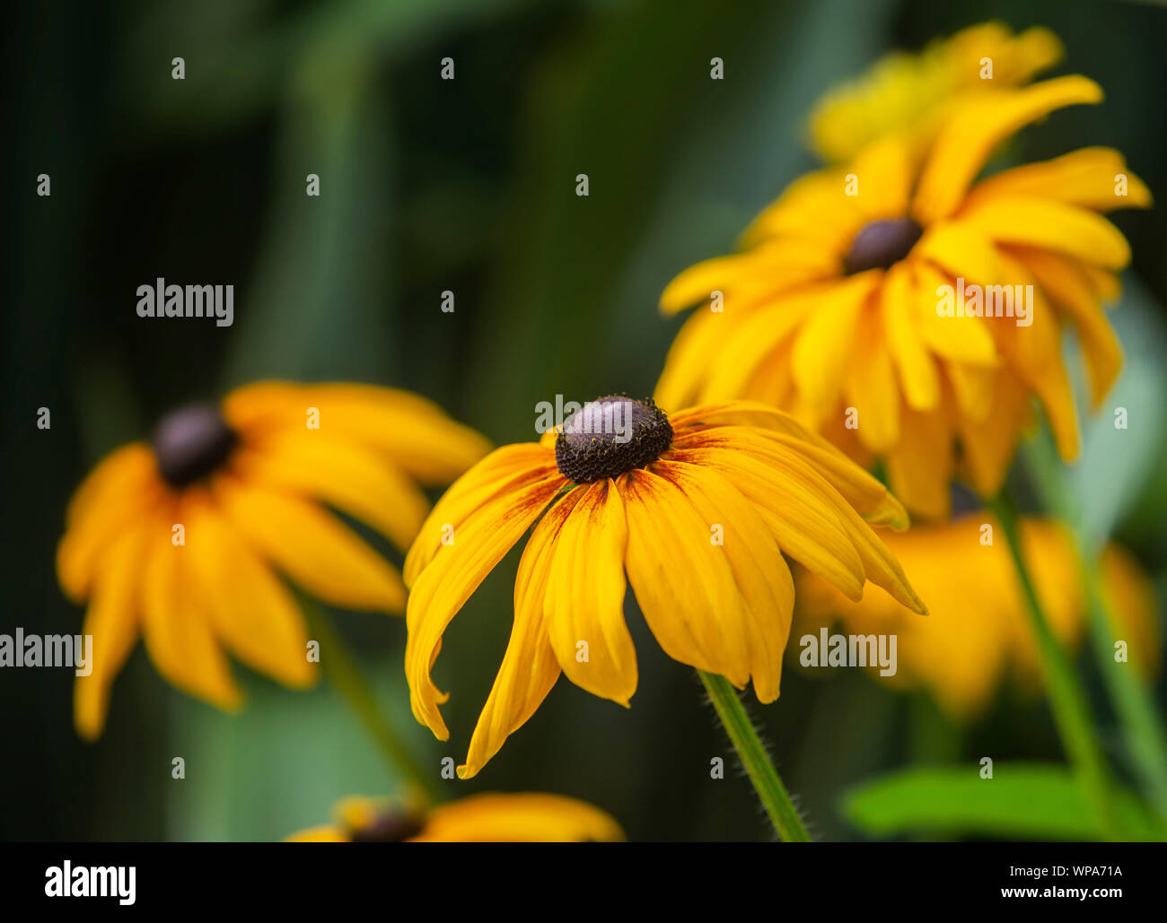 Rudbeckia "allsorts mix". Garden flower,coneflower,black eyed susan