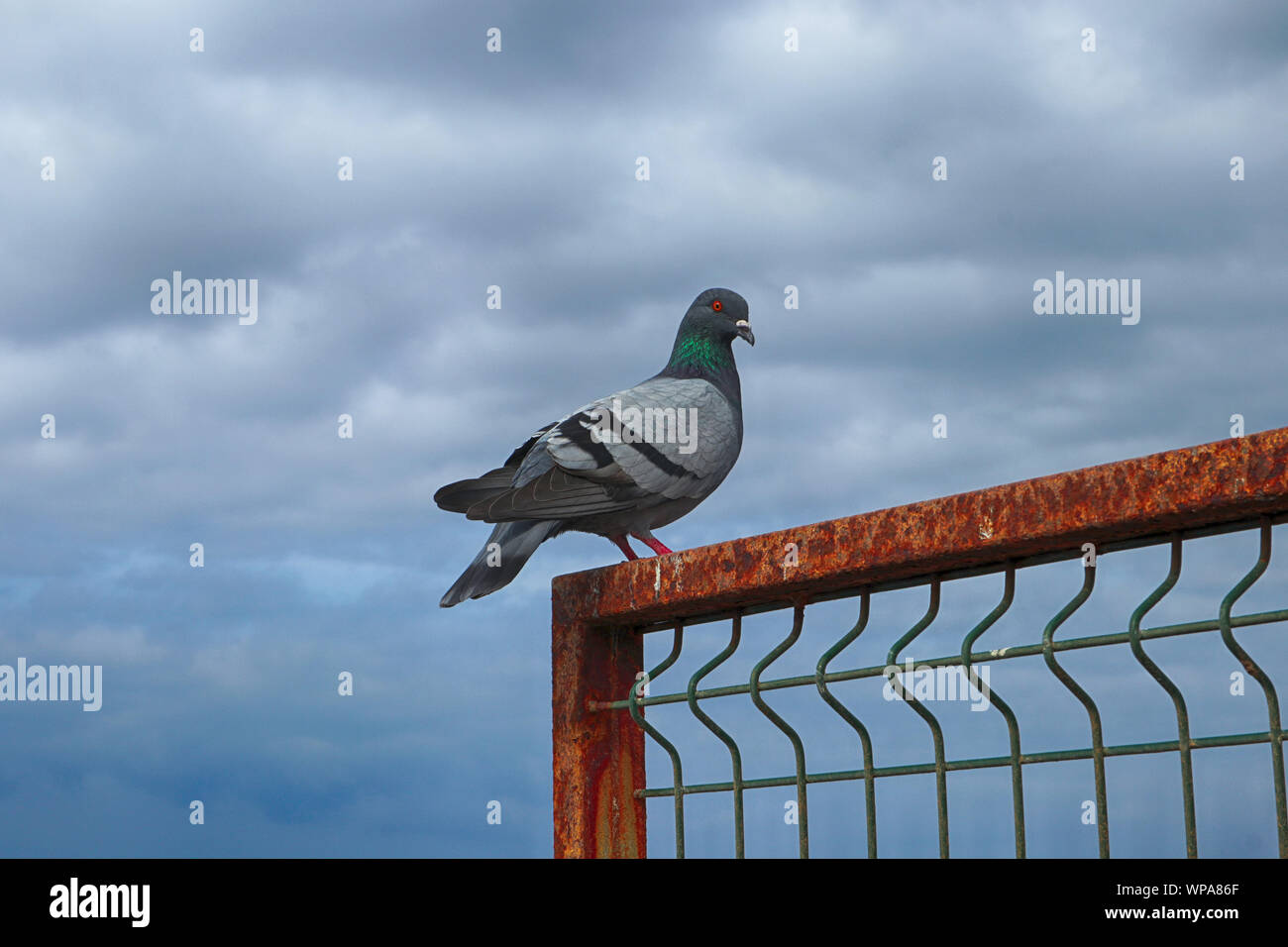 grey pigeon sitting on a rusty fence, heavy clouds behind Stock Photo