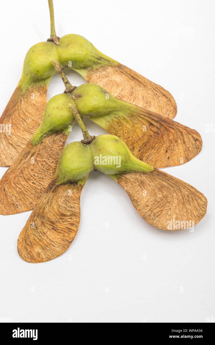 20 SEEDS SYCAMORE MAPLE Acer Pseudoplatanus 