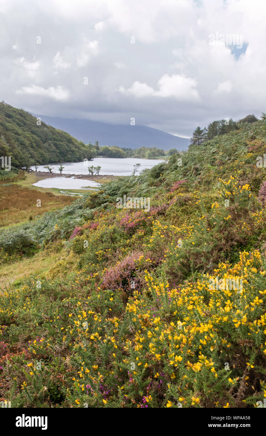 Llyn Cynwch lake on the popular Precipice Walk, Snowdonia National Park, North Wales, UK Stock Photo
