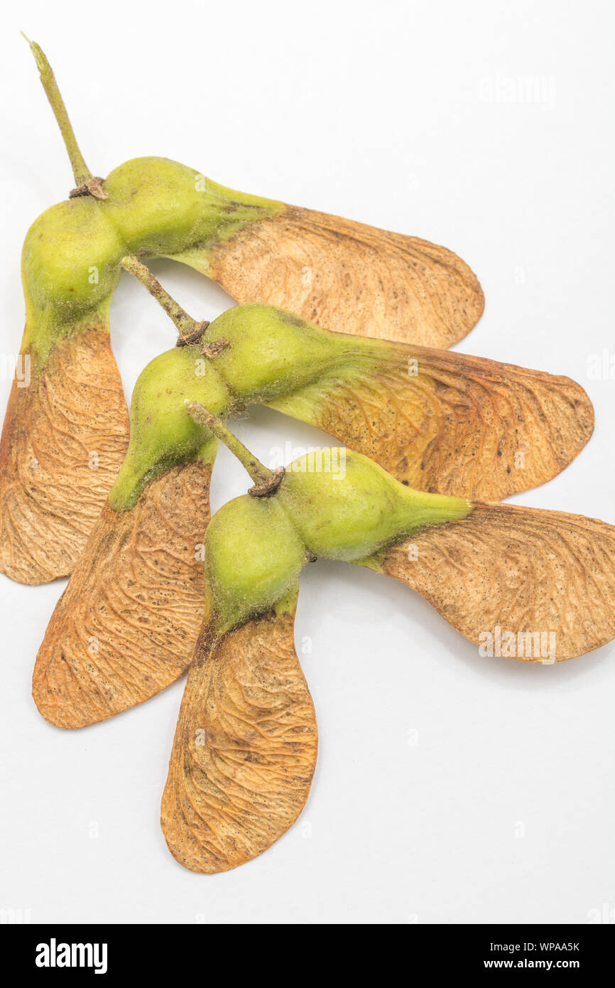 Macro Acer pseudoplatanus / Sycamore tree seeds. A member of the Maple