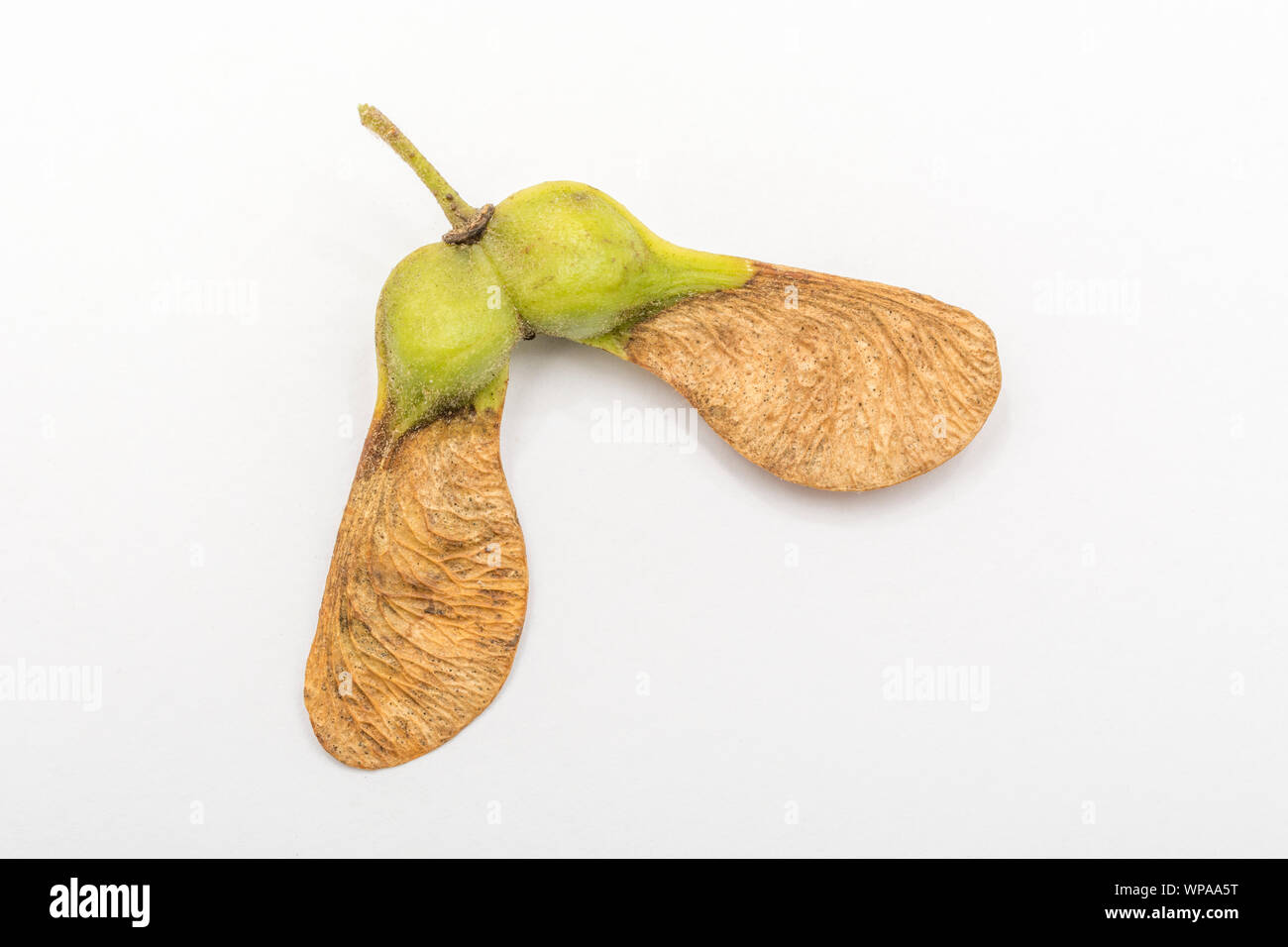 Macro Acer pseudoplatanus / Sycamore tree seeds. A member of the Maple family & has helicopter