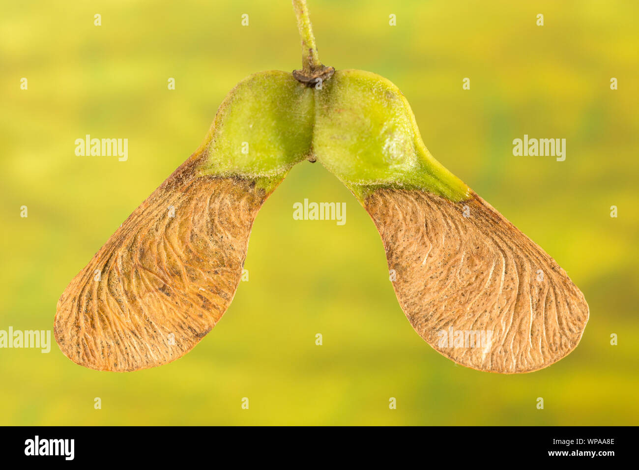 Maple Seeds Helicopter High Resolution Stock Photography And Images Alamy